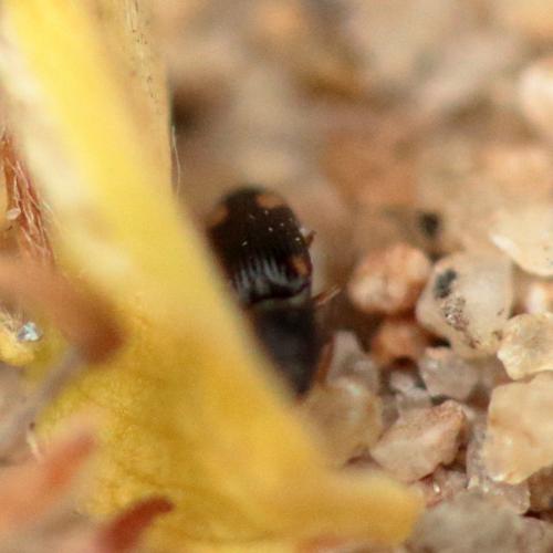 Réf. 297 009 : Zorochros sp.